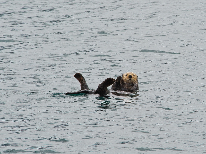 Alaska Wildlife-69.JPG
